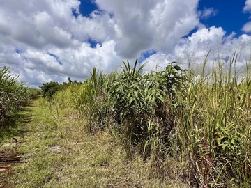 Agricultural Land