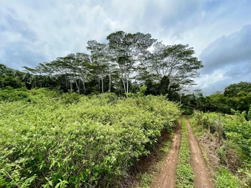 Agricultural Land