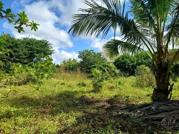 Agricultural Land