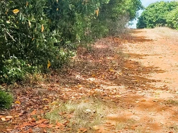 Agricultural Land