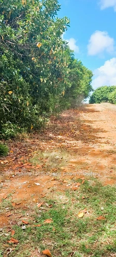 Agricultural Land For Sale In Mare D'Albert