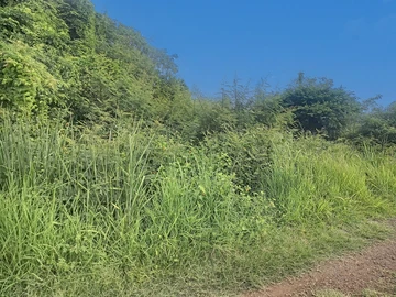 Land