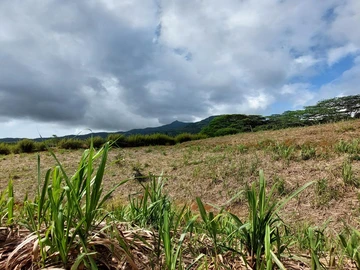 Agricultural Land