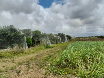 Agricultural Land