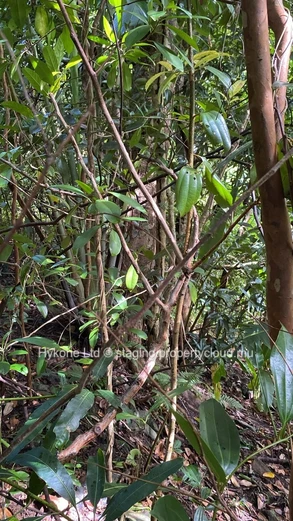 Agricultural Land For Sale In Anse Jonchée, Grand Port