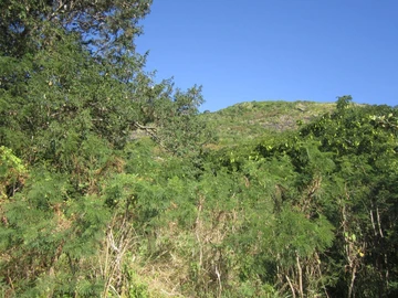 Terrain