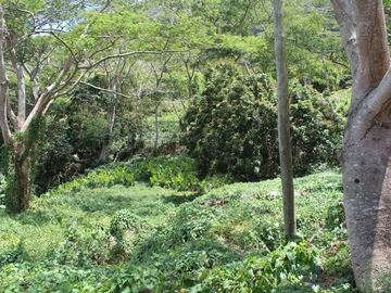 Land
