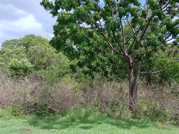 Residential Land