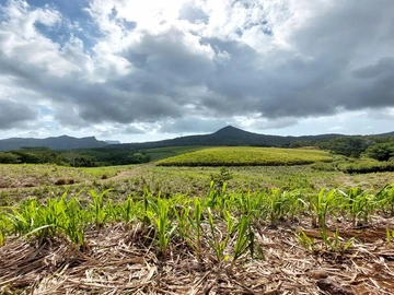 Agricultural Land