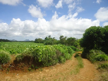 Agricultural Land
