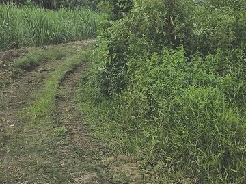 Agricultural Land