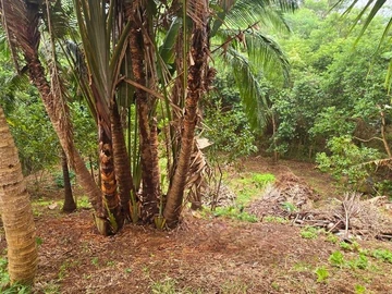 Land