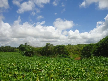 Agricultural Land