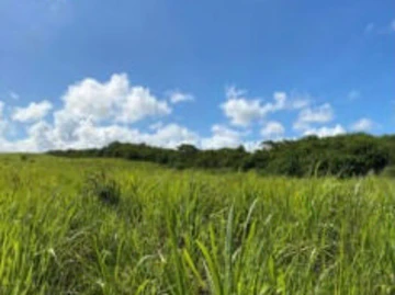 Terrain