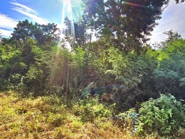 Commercial Land