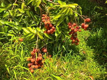 Agricultural Land