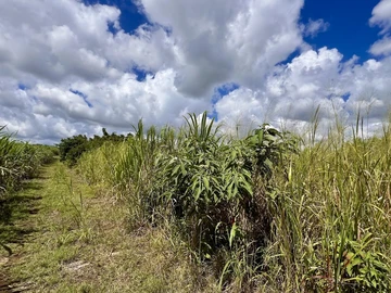 Agricultural Land