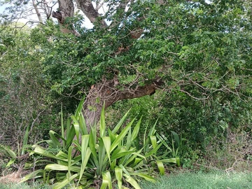 Residential Land