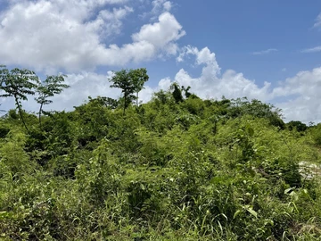 Terrain