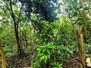 Agricultural Land