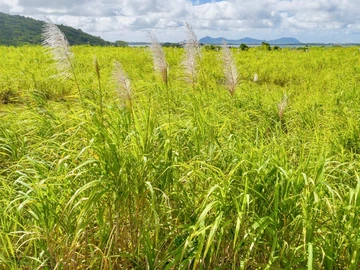 Agricultural Land