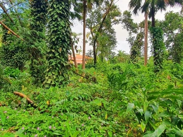 Terrain
