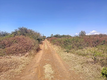 Terrain