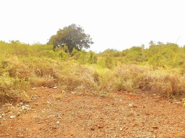 Terrain