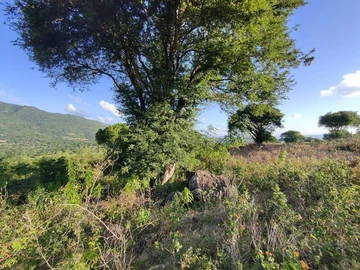 Land