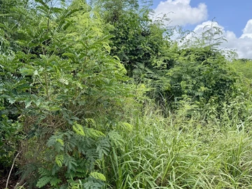 Terrain