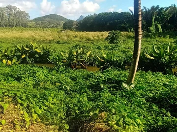 Agricultural Land