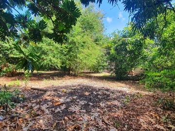 Land