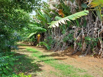 Agricultural Land