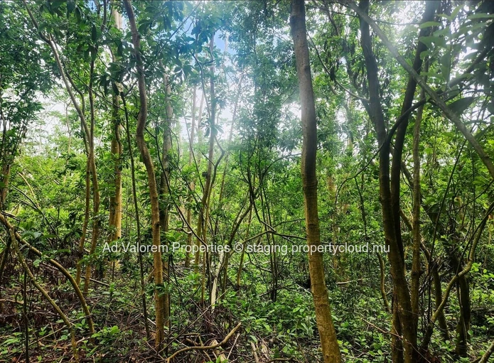 Agicultural land for sale in Chamarel!