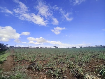 Terrain