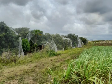Agricultural Land
