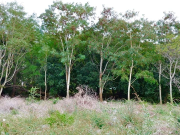 Residential Land