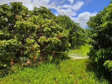 Agricultural Land