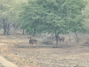 Residential Land