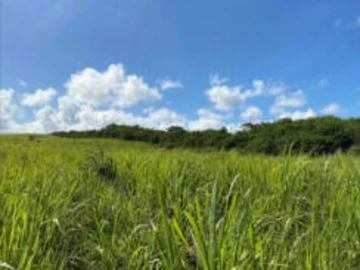 Terrain