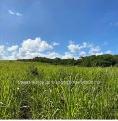 Terrain commercial de premier choix à Trianon, région de Vacoas-Phoenix : 1 688m² à Rs 14M