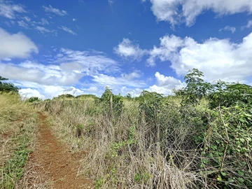 Terrain