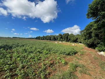 Agricultural Land