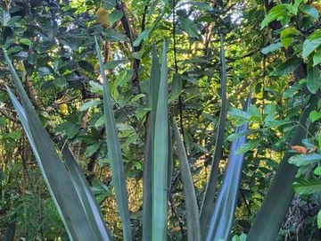 Agricultural Land