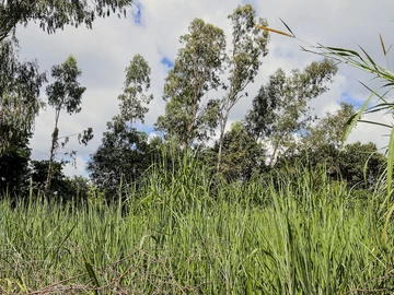 Residential Land