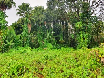 Terrain