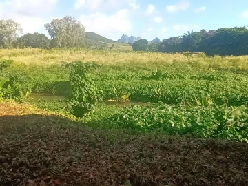 Agricultural Land