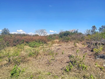 Terrain