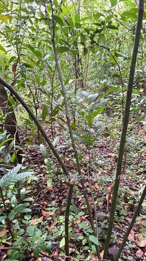 Agricultural Land For Sale In Anse Jonchée, Grand Port