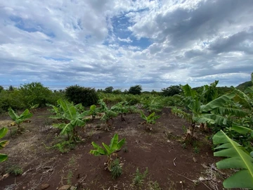 Agricultural Land
